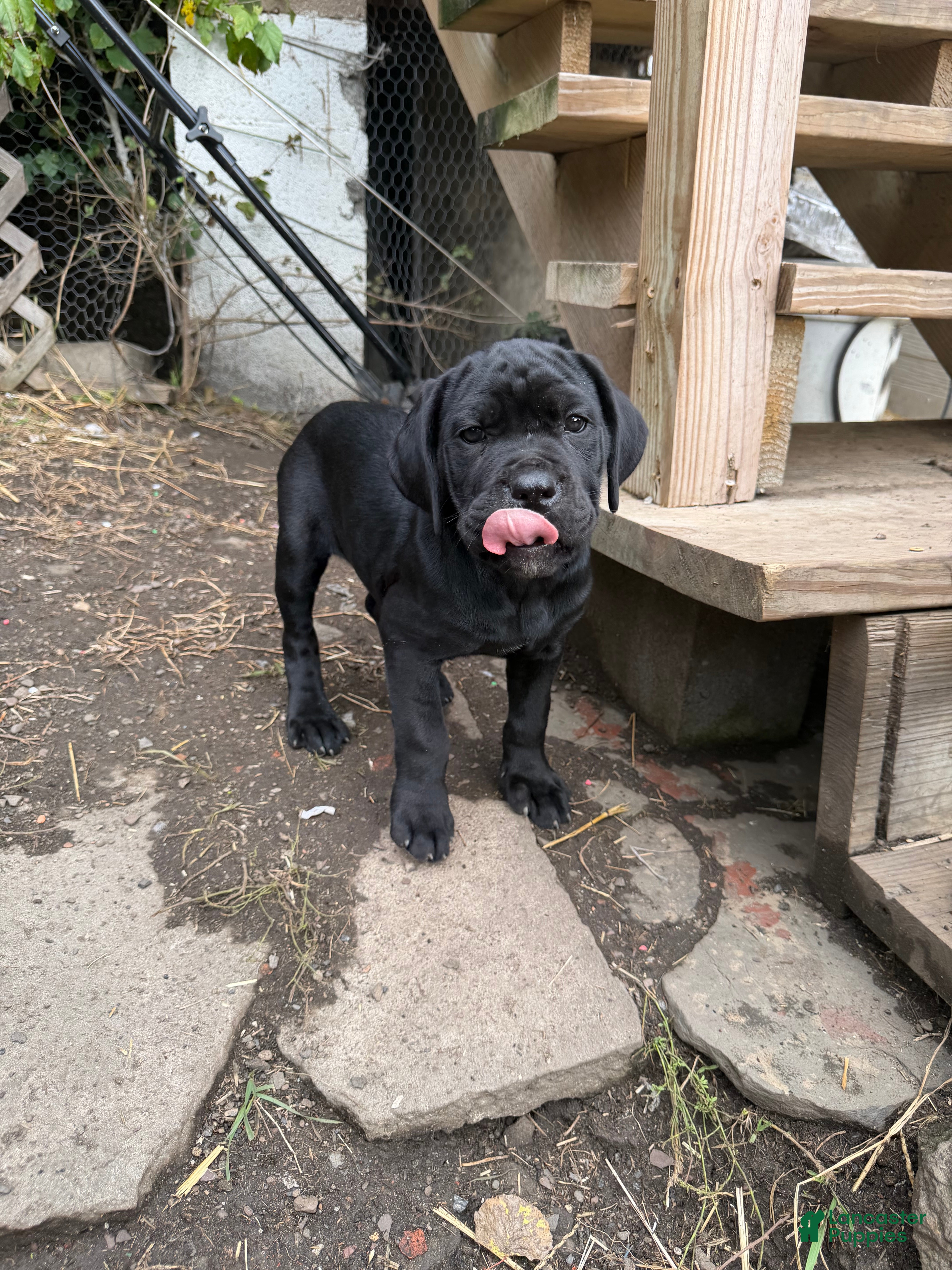 Cane Corso dogs Girl 5 - Ad 2