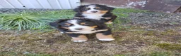 Bernese Mountain Dog dogs for sale: Bernese Mountain Dog Puppy 2 - Ad 6