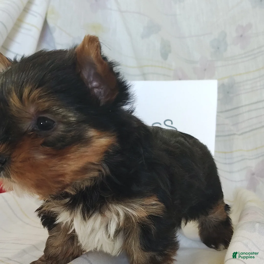 Yorkshire Terrier dogs for sale: Princess - Ad 3