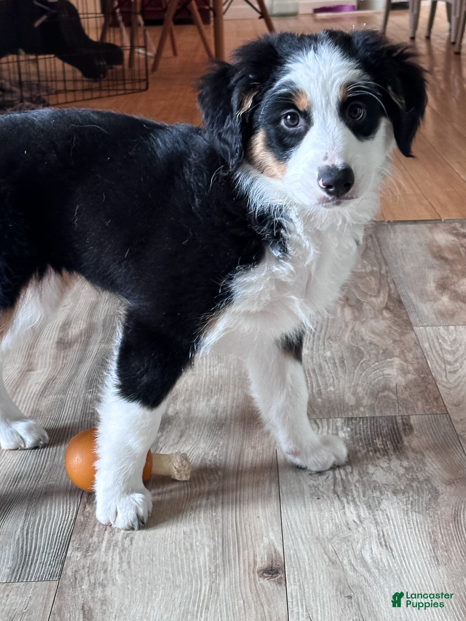 Mixed Breed dogs Oats - Ad 2