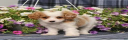 Cavapoo dogs for sale: BJ's Whisper - Ad 3