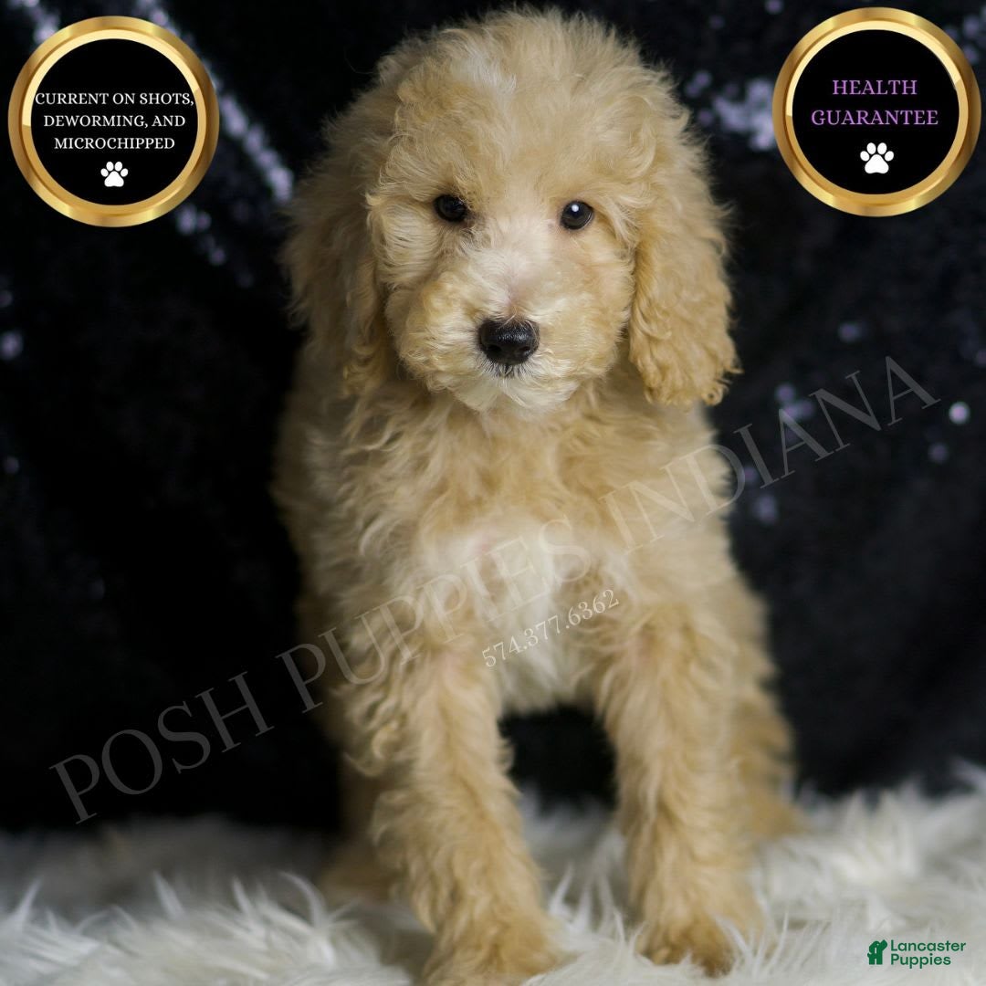 Mini Goldendoodle dogs Chevy - Ad 19