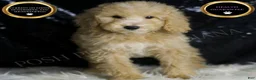 Mini Goldendoodle dogs for sale: Chevy - Ad 1