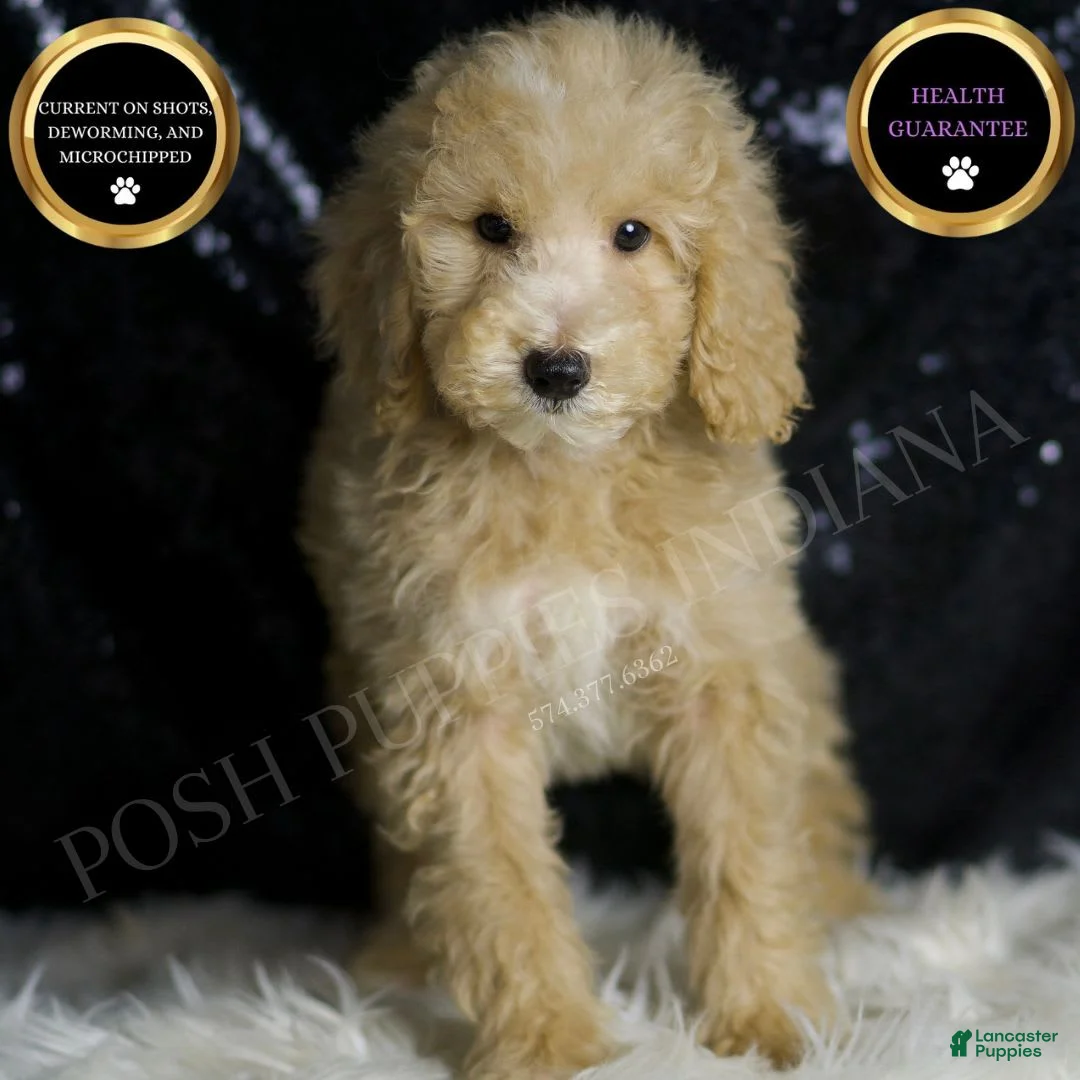 Mini Goldendoodle dogs for sale: Chevy - Ad 1
