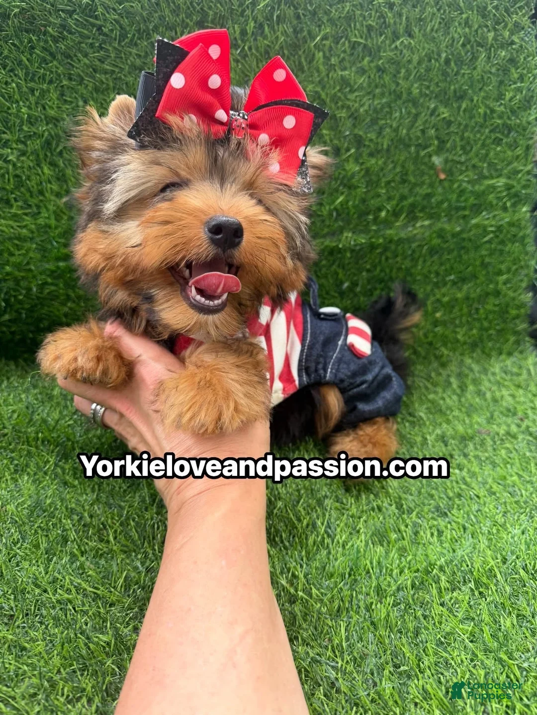 Yorkshire Terrier dogs for sale: Traditional male  - Ad 1
