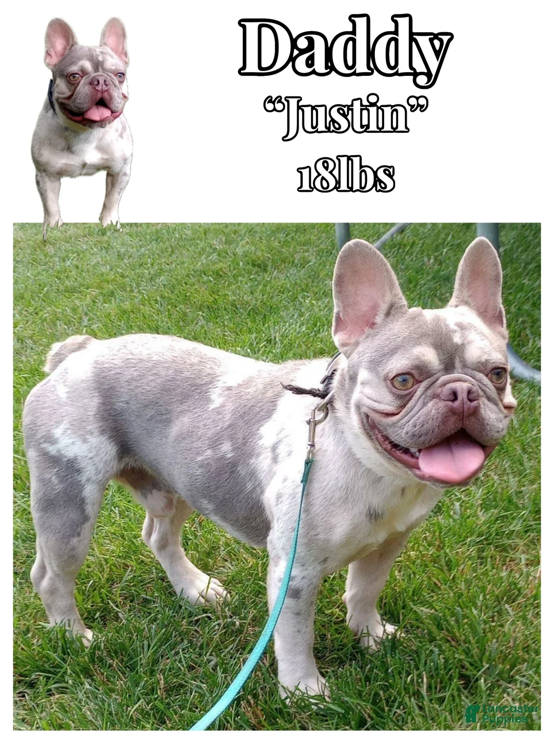 French Bulldog dogs for sale: Charlotte - Ad 8