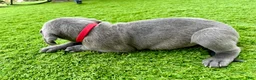 Mixed Breed dogs for sale: Mixed Breed Puppy 7 (red) - Ad 9