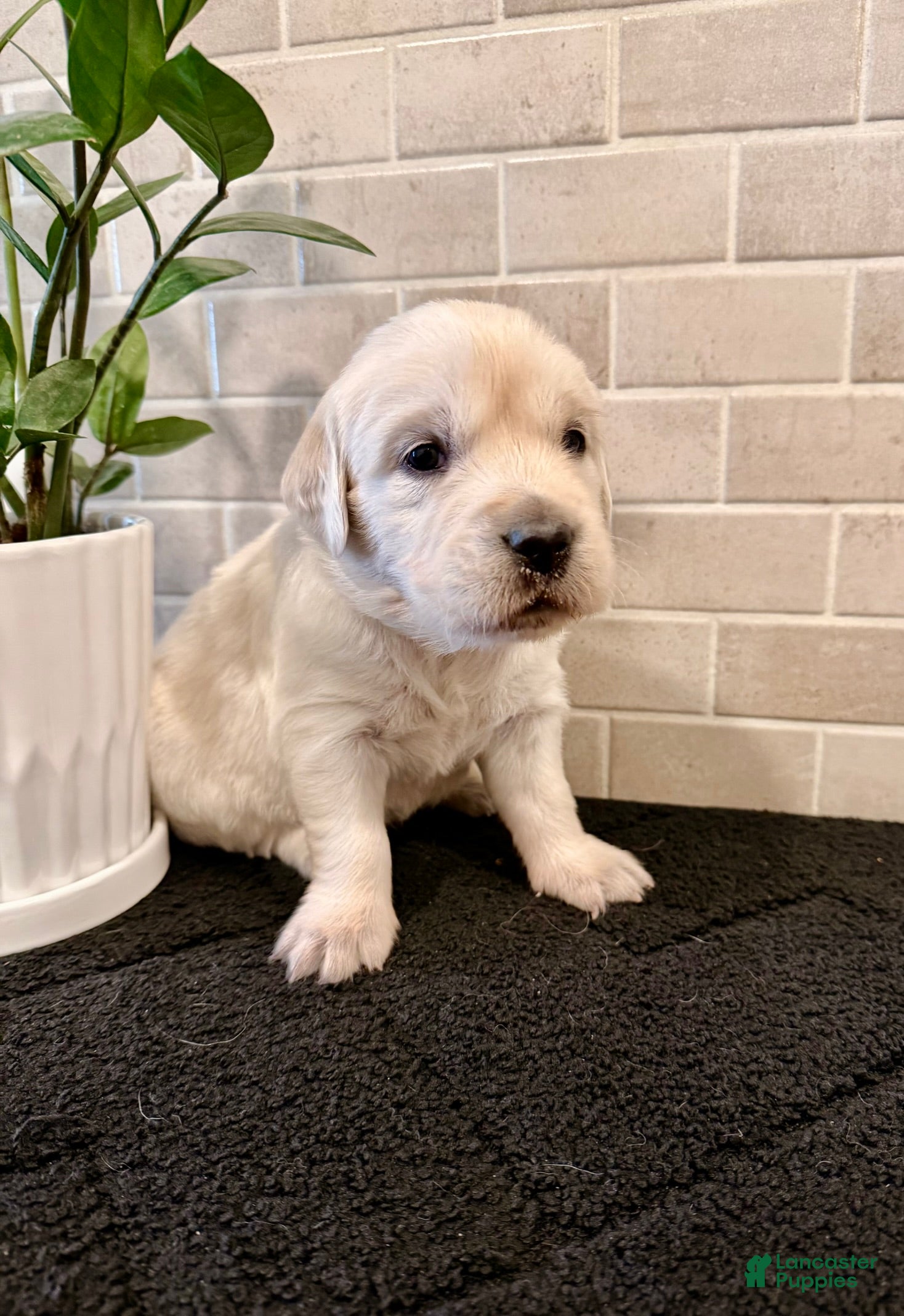 Golden Retriever dogs Jess - Ad 25