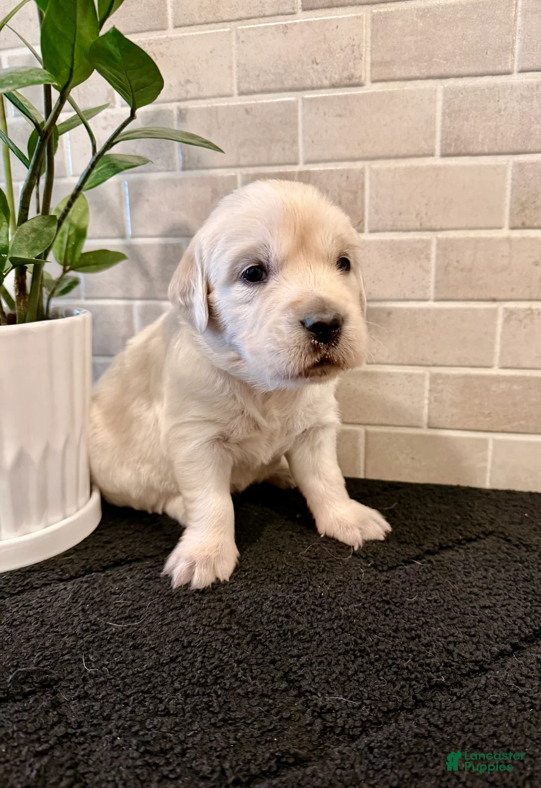 Golden Retriever dogs for sale: Jess - Ad 1