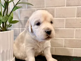 Golden Retriever dogs Jess - Ad 25