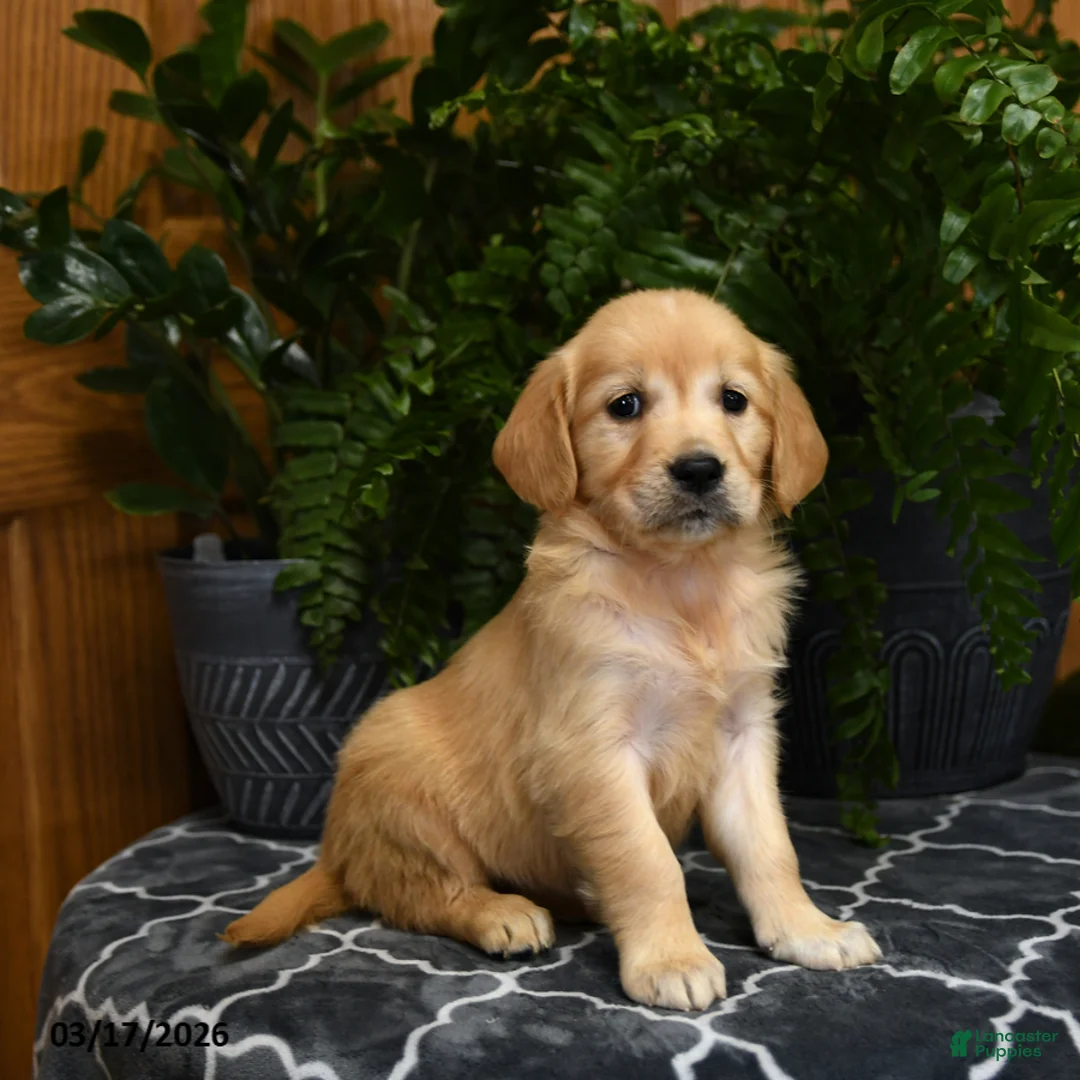 Golden Retriever dogs for sale: Hershey - Ad 3
