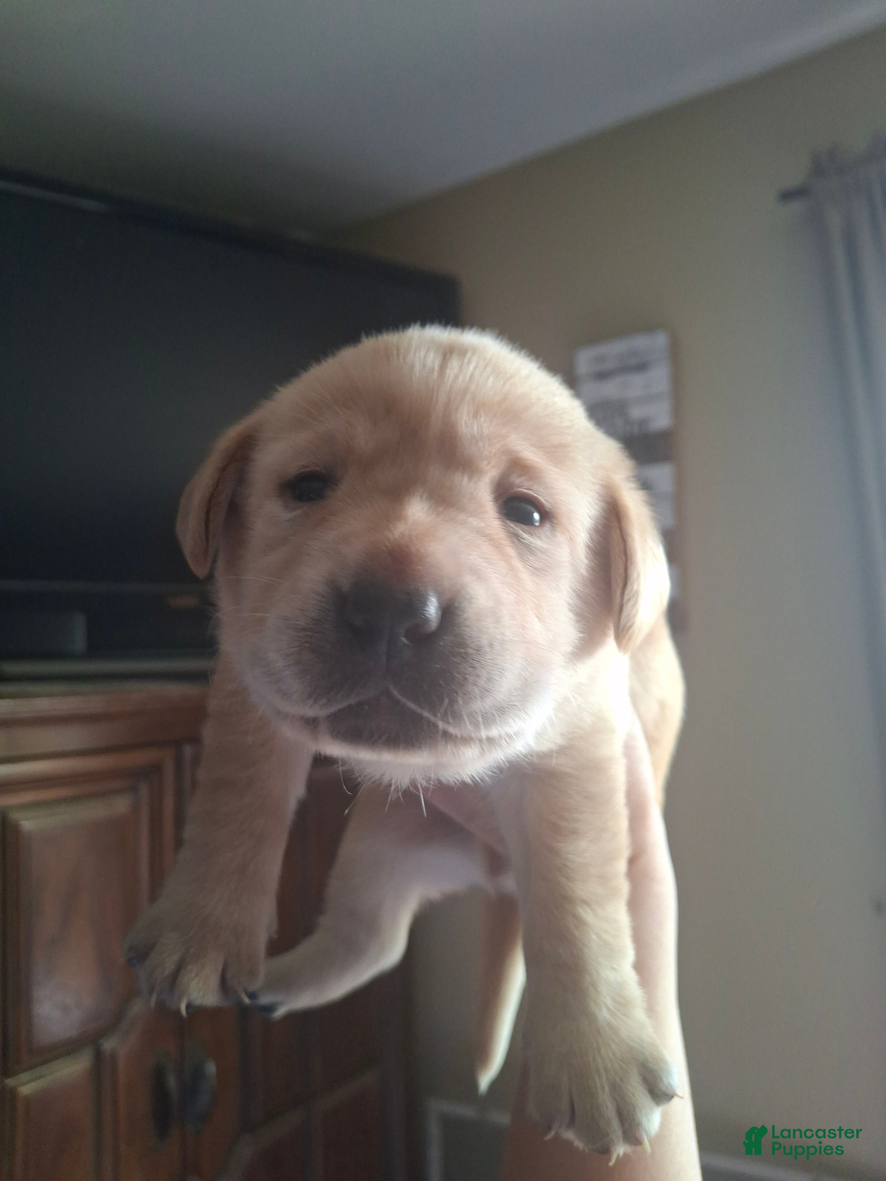 Labrador Retriever dogs English labrador Champion lines male - Ad 38