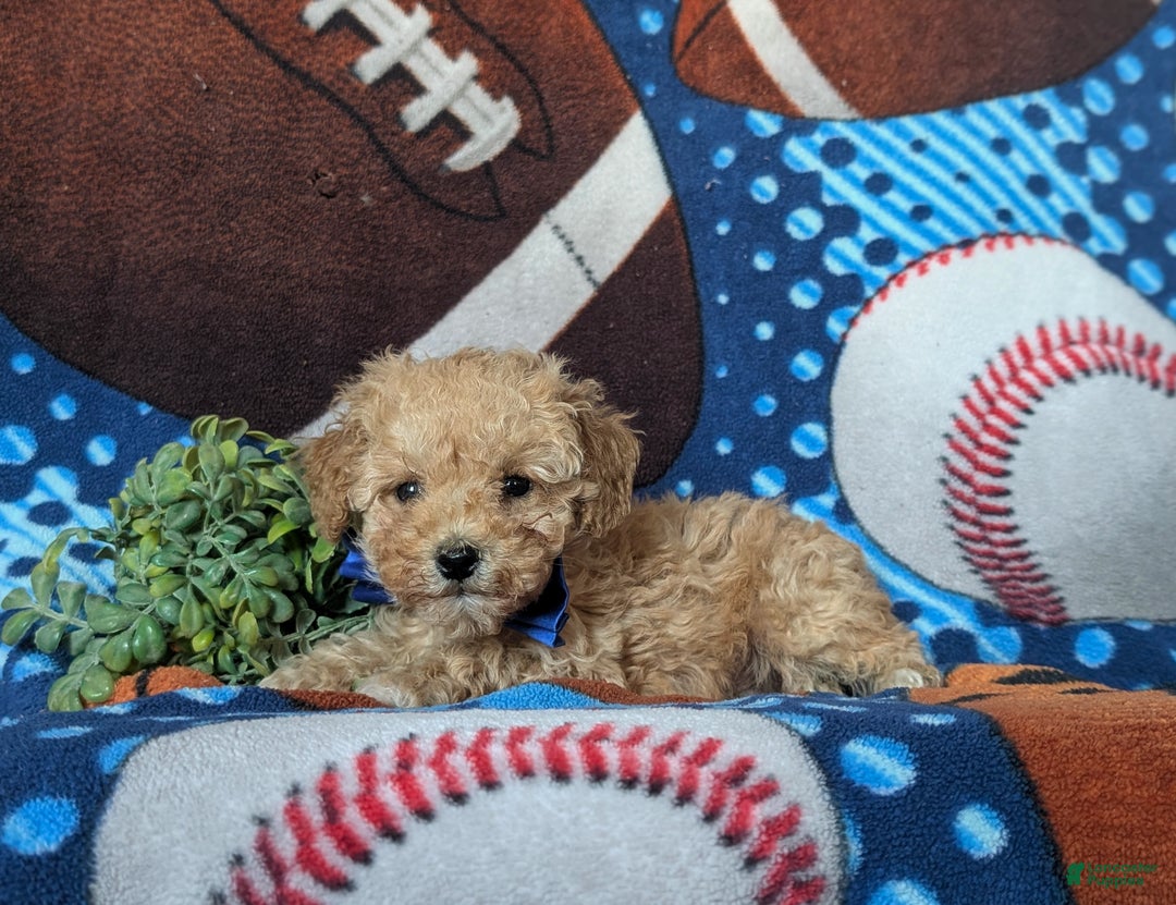 Miniature Poodle dogs for sale: Clark 9 lbs full grown - Ad 5