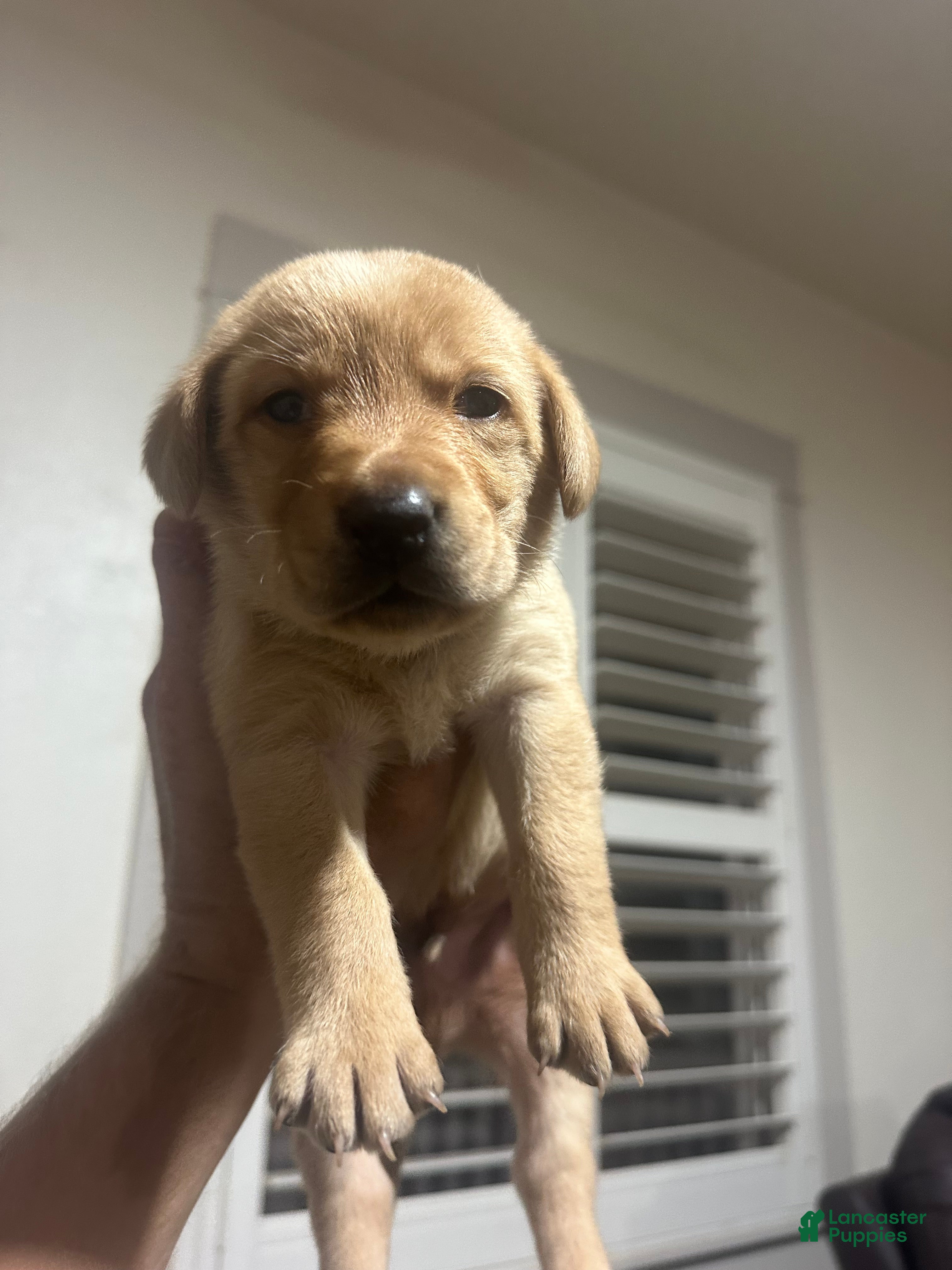 Labrador Retriever dogs Chunk - Ad 2