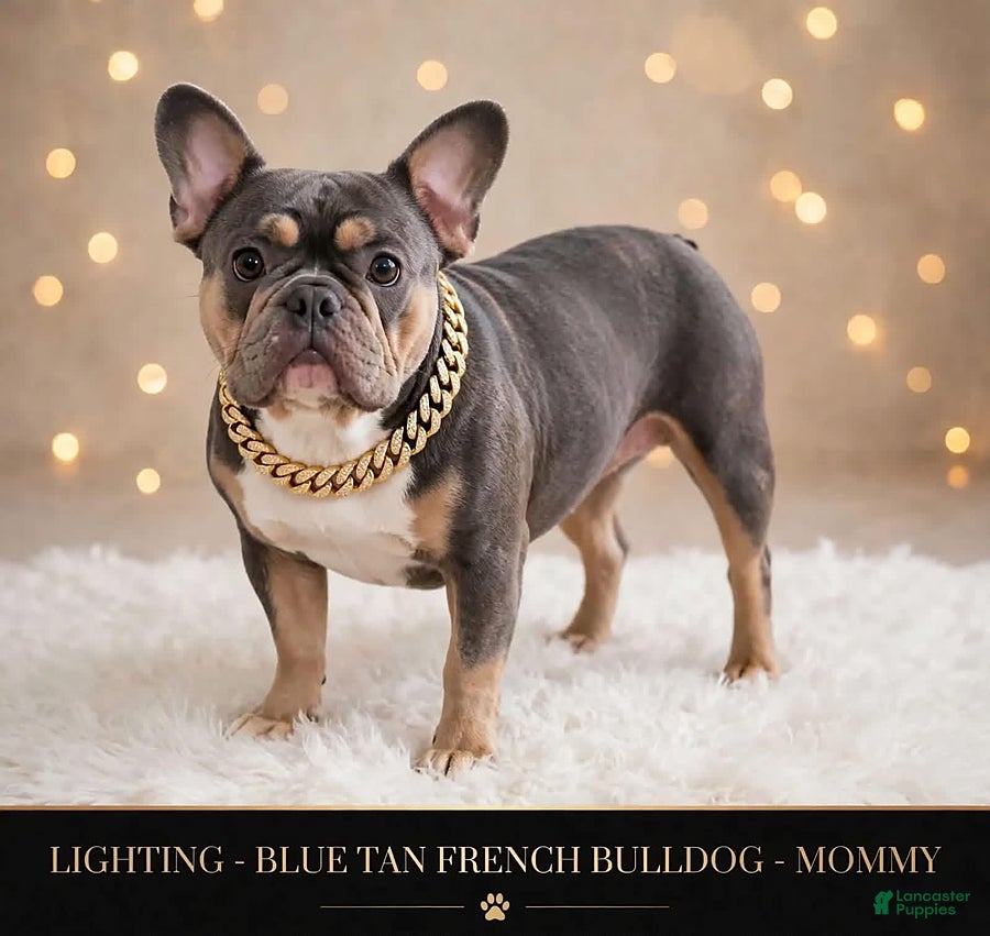 French Bulldog dogs for sale: Pansie - Ad 2