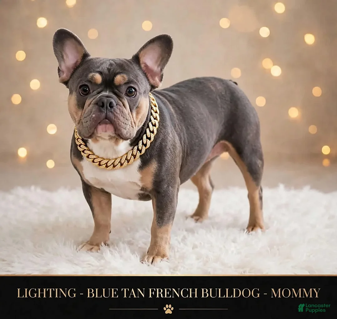 French Bulldog dogs for sale: Starlink - Ad 2
