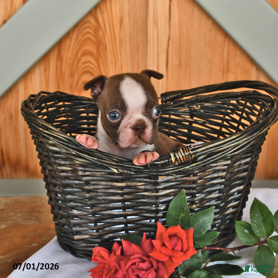 Boston Terrier dogs for sale: Heidi - Ad 2