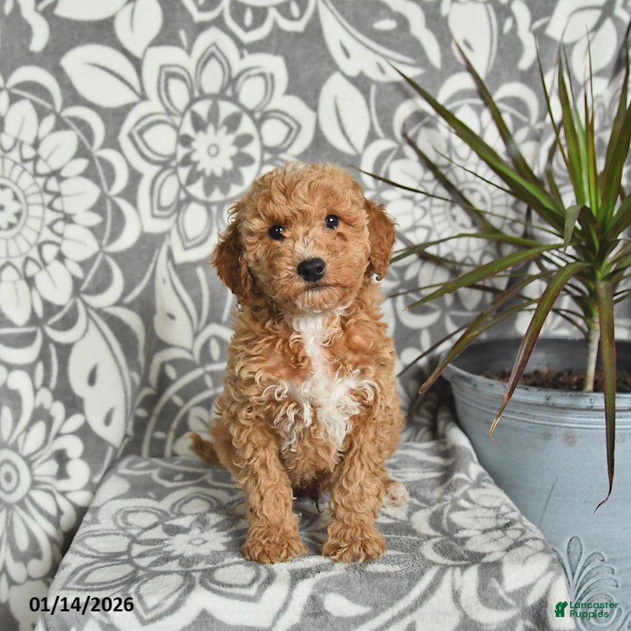 Mini Goldendoodle dogs Rusty - Ad 26