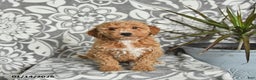 Mini Goldendoodle dogs for sale: Rusty - Ad 5