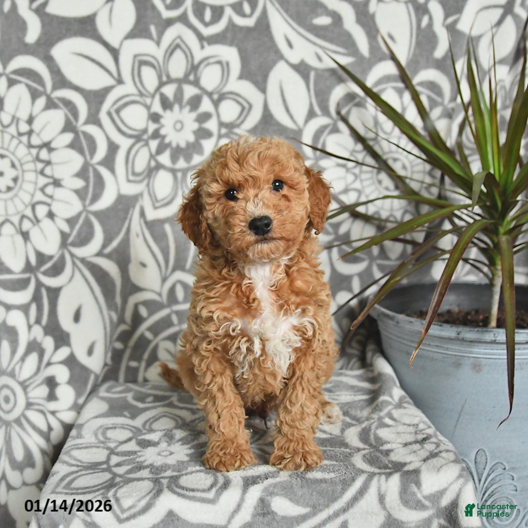 Mini Goldendoodle dogs for sale: Rusty - Ad 5