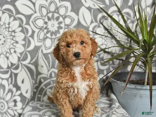 Mini Goldendoodle dogs Rusty - Ad 26