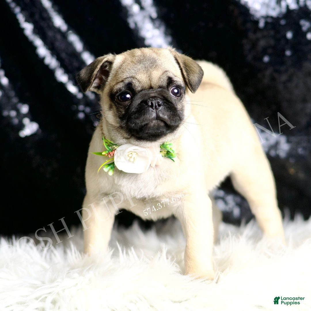 Pug dogs Muffin - Ad 2