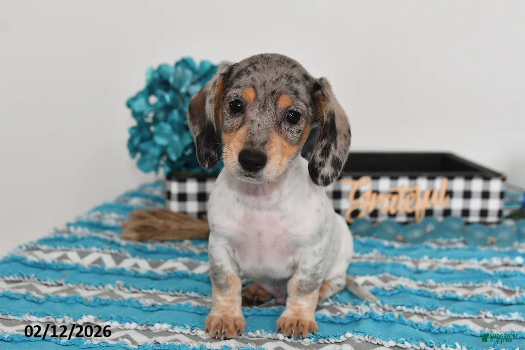 Miniature Dachshund dogs for sale: Frankie - Ad 2