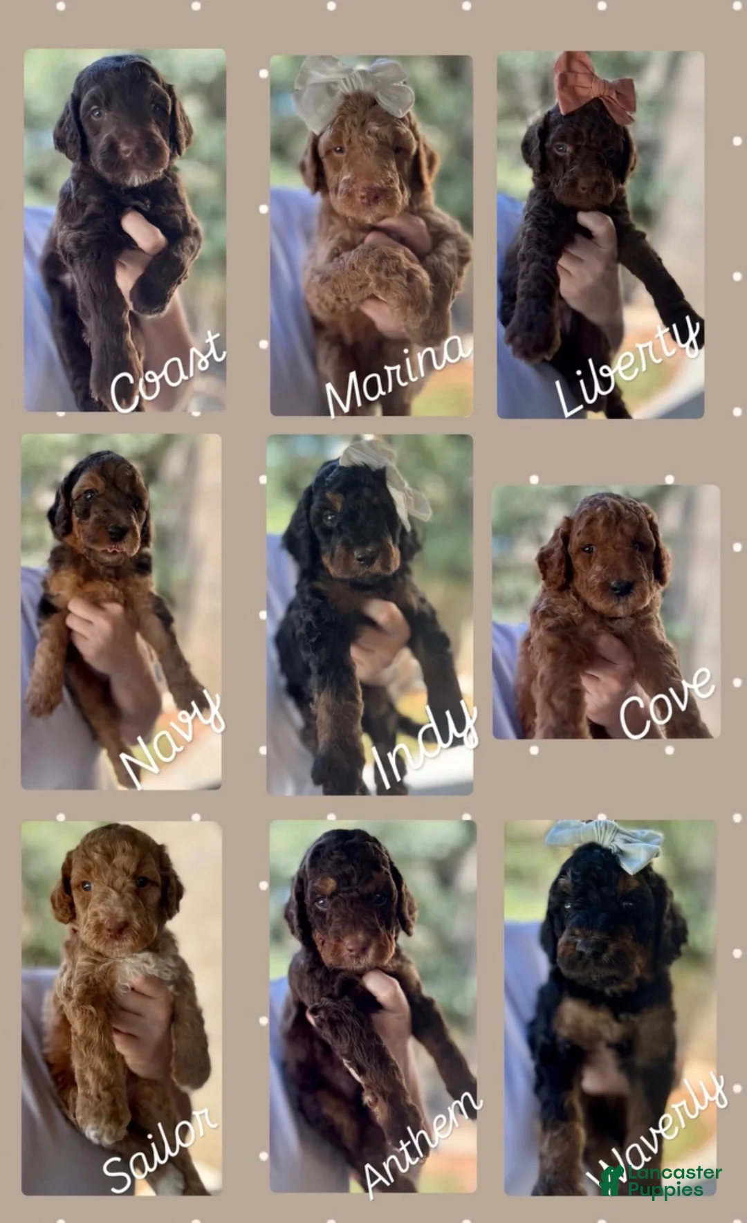 Mini Goldendoodle dogs for sale: Mini Goldendoodle “ Anthem “ - Ad 3