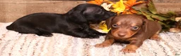 Miniature Dachshund dogs for sale: Buffy smoothcoat female - Ad 4