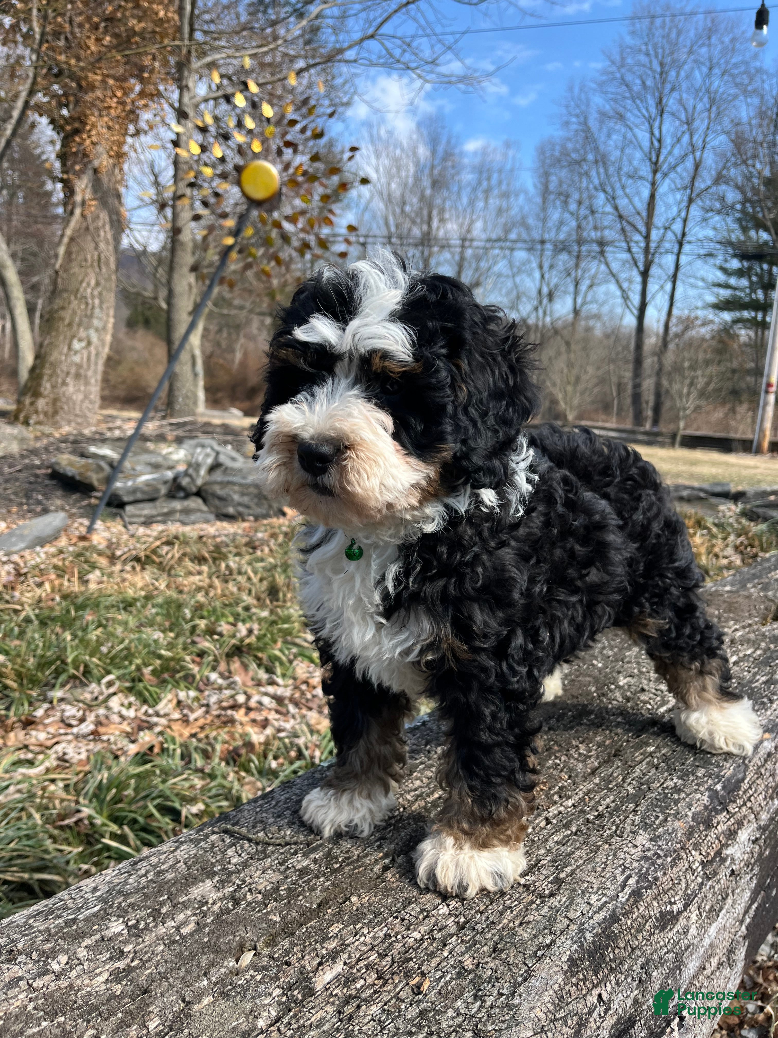Mini Bernedoodle dogs Cosmo - Ad 1