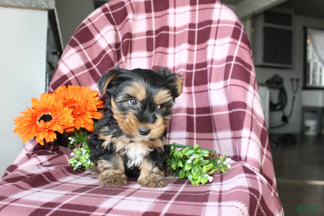 Yorkshire Terrier dogs for sale: Mason - Ad 6