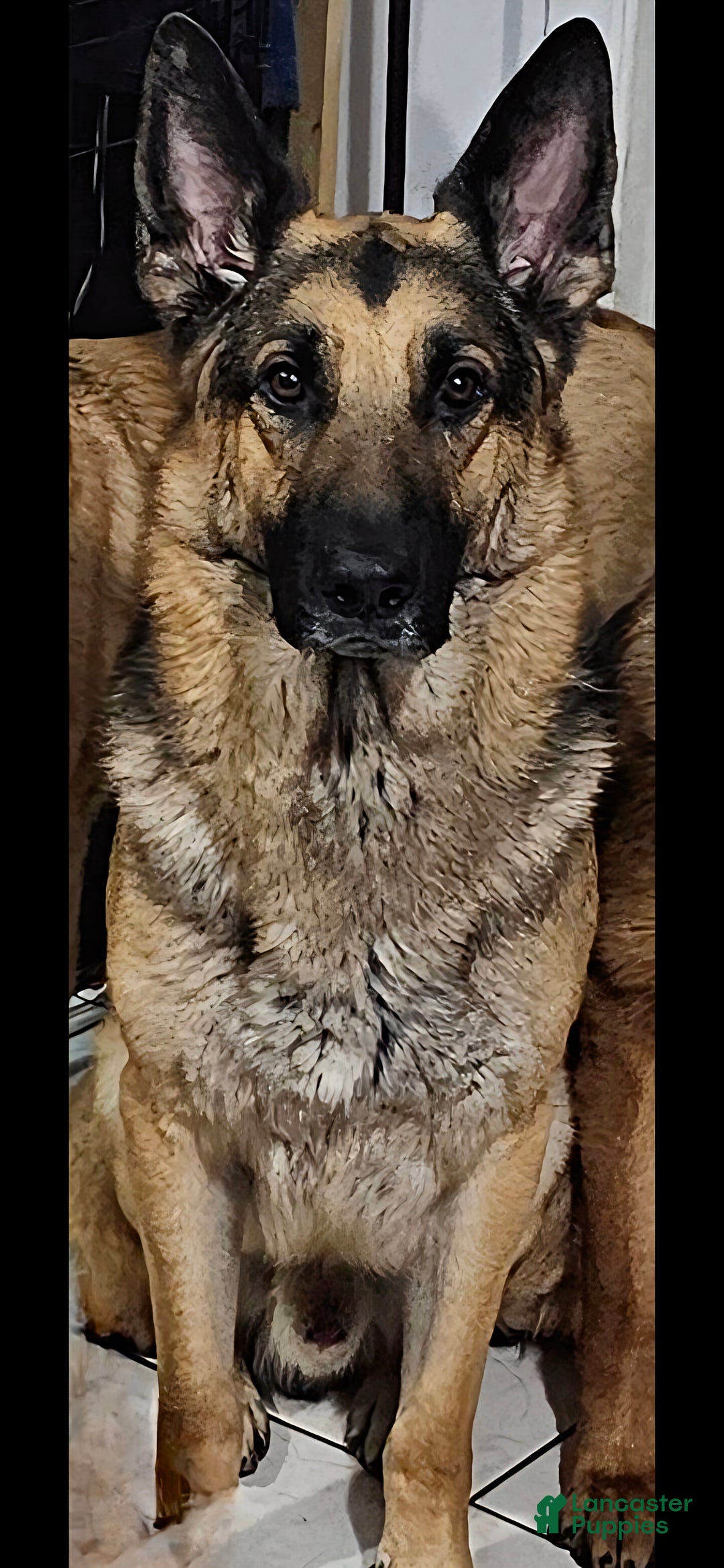 German Shepherd dogs for sale: BABY - Ad 6