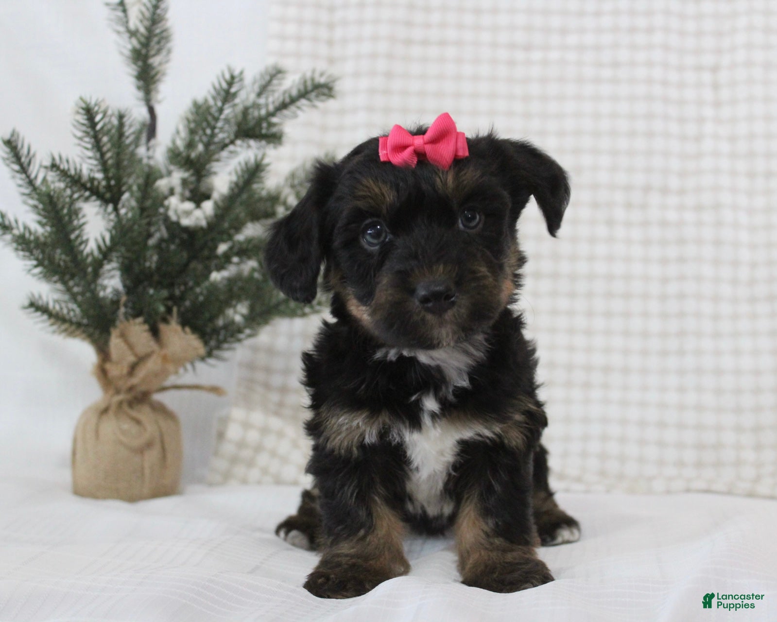 Yorkiepoo dogs Arabella - Ad 40