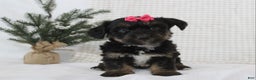 Yorkiepoo dogs for sale: Arabella - Ad 1
