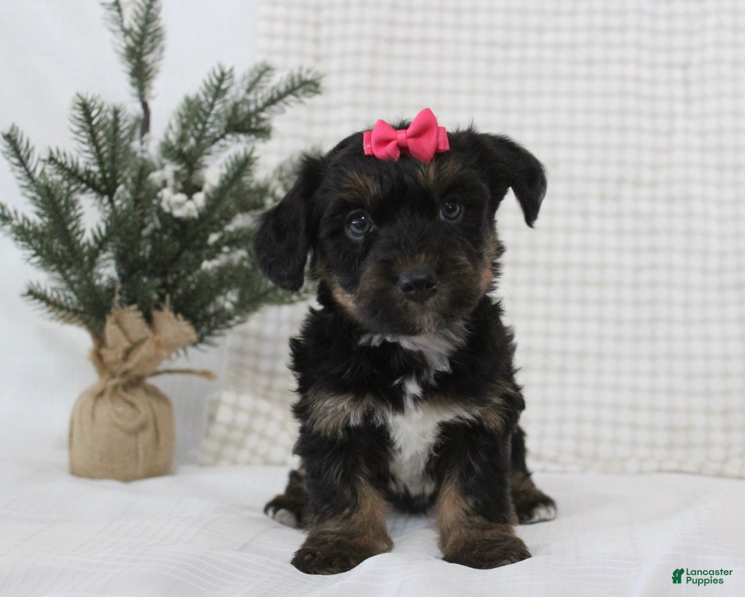 Yorkiepoo dogs for sale: Arabella - Ad 1