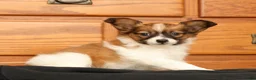 Papillon dogs for sale: Max - Ad 8