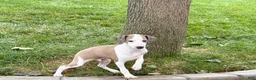Italian Greyhound dogs for sale: Italian Greyhound male 1 fawn and white  - Ad 9