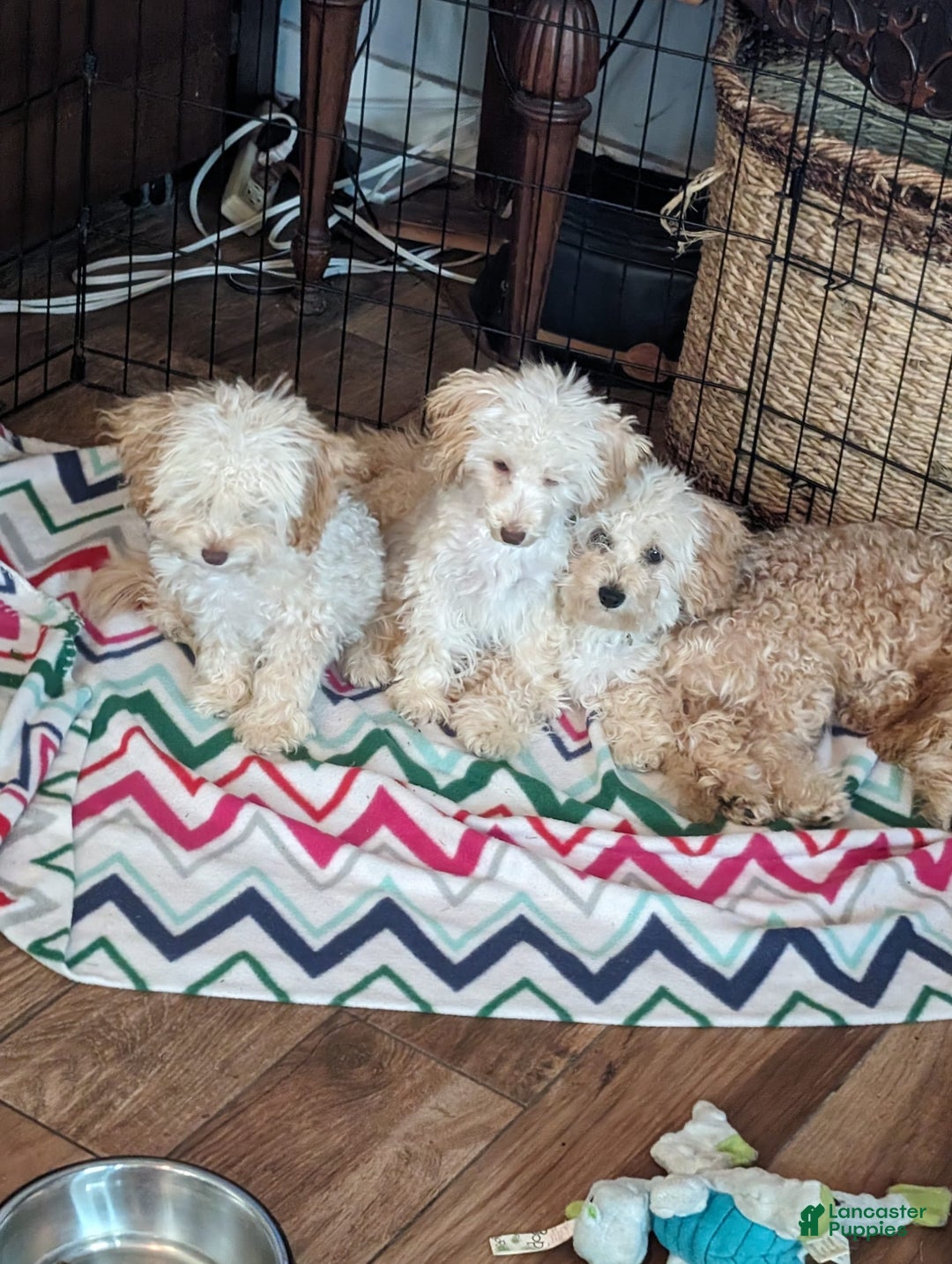 Gallery Image {{count}}