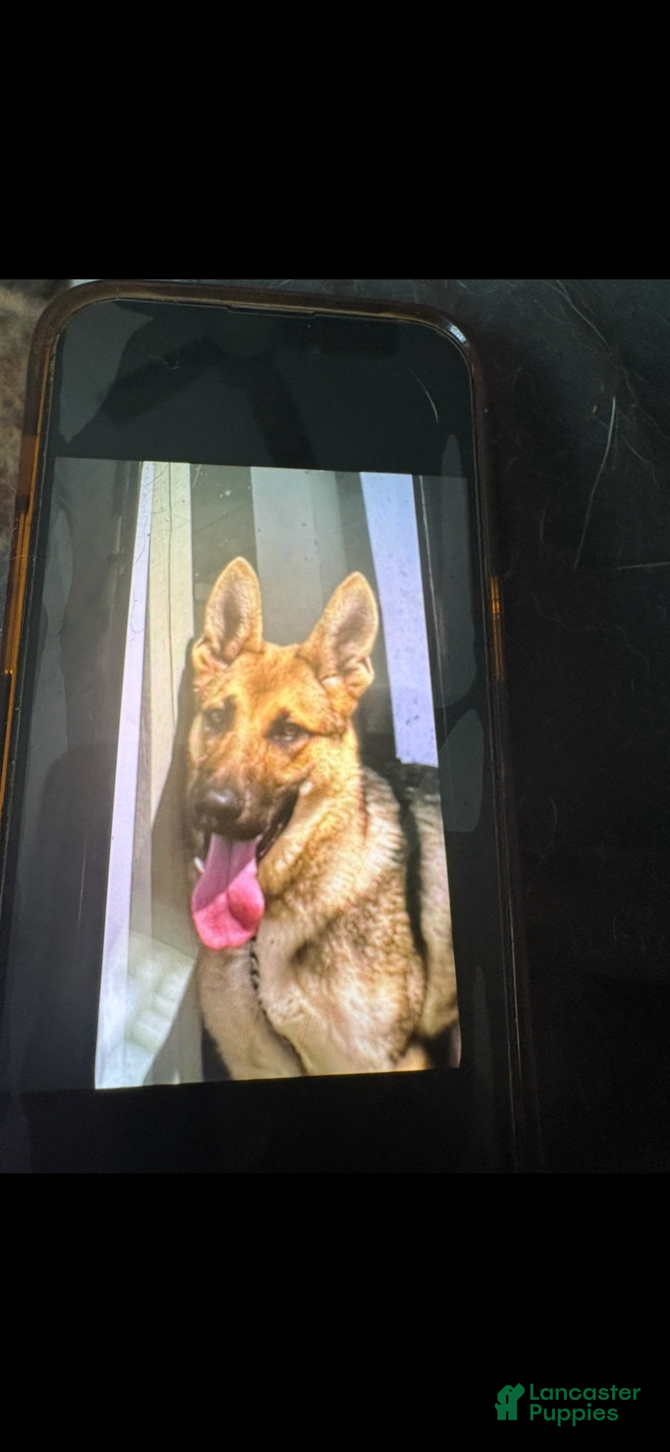 German Shepherd dogs German Shepherd Puppy 1 - Ad 28