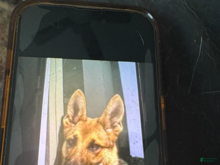 German Shepherd dogs German Shepherd Puppy 1 - Ad 28