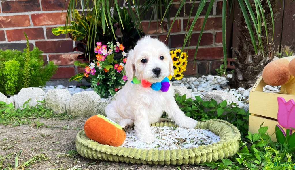 Maltipoo dogs for sale: Bubbles - Ad 3