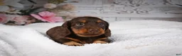 Miniature Dachshund dogs for sale: AKC-Jordan - Ad 4