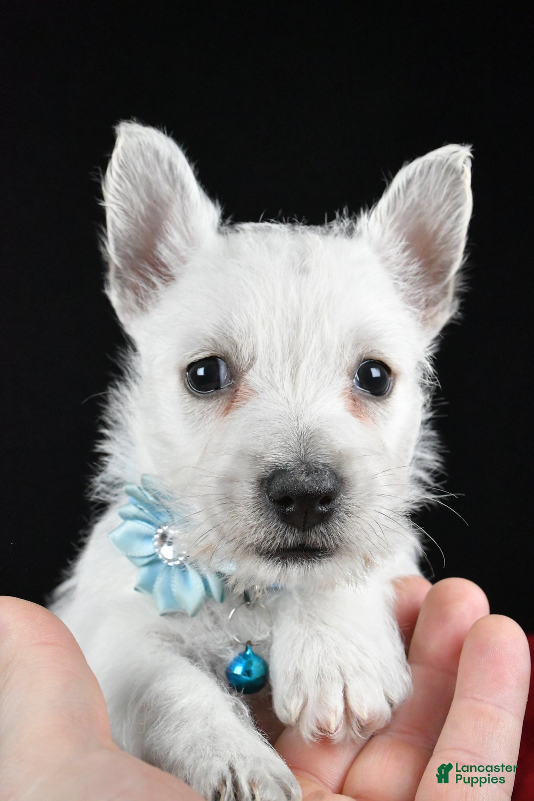 West Highland Terrier dogs for sale: Eva - Ad 7