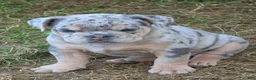 English Bulldog dogs for sale: Tinsel the lilac merle  - Ad 11