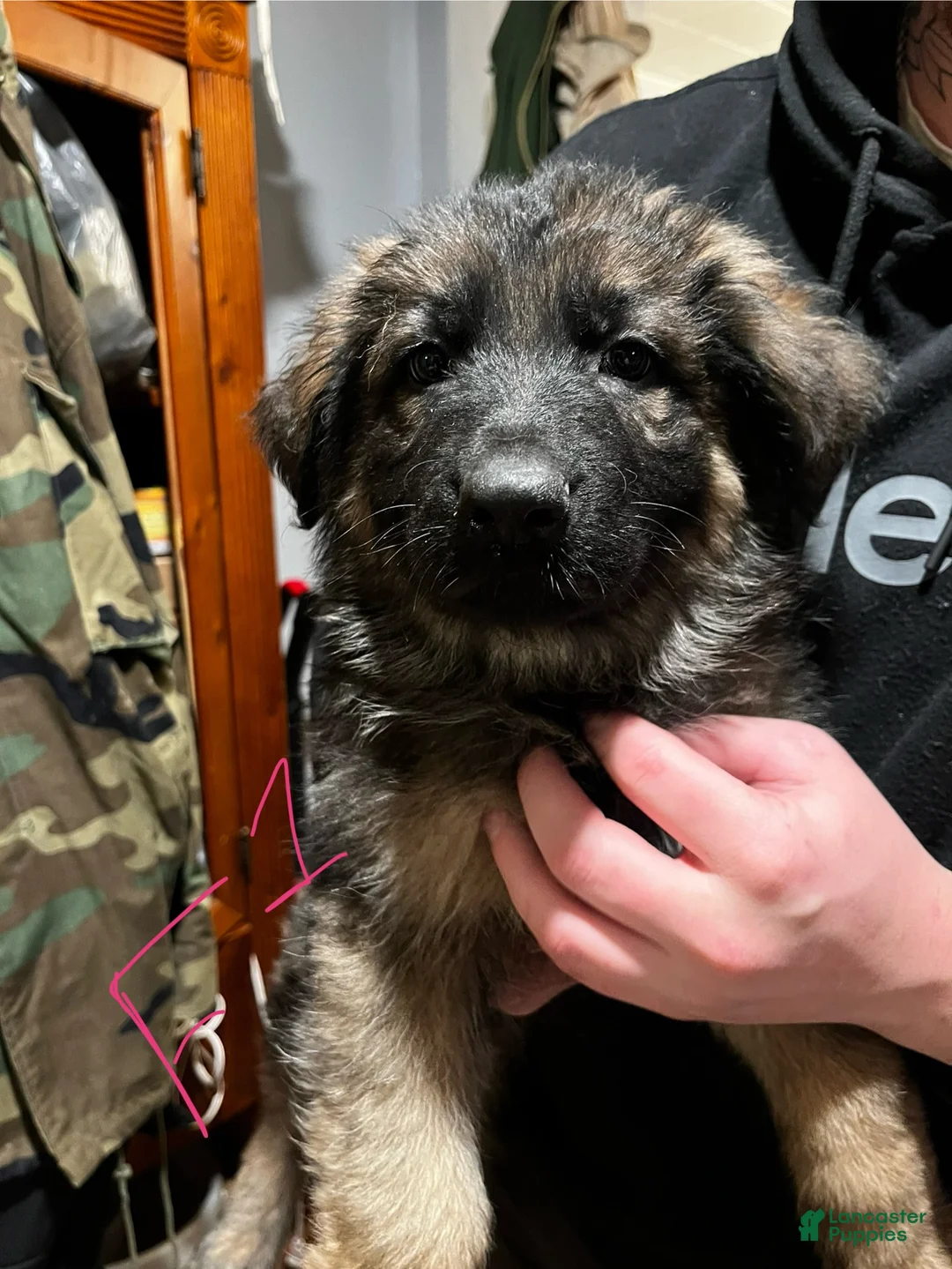 German Shepherd dogs for sale: German Shepherd Puppy 4 - Ad 1