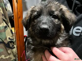 German Shepherd dogs German Shepherd Puppy 4 - Ad 6