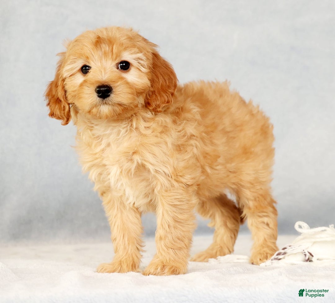 Cavapoo dogs for sale: Arthur - Ad 4