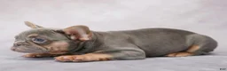 French Bulldog dogs for sale: Brielle - Ad 5