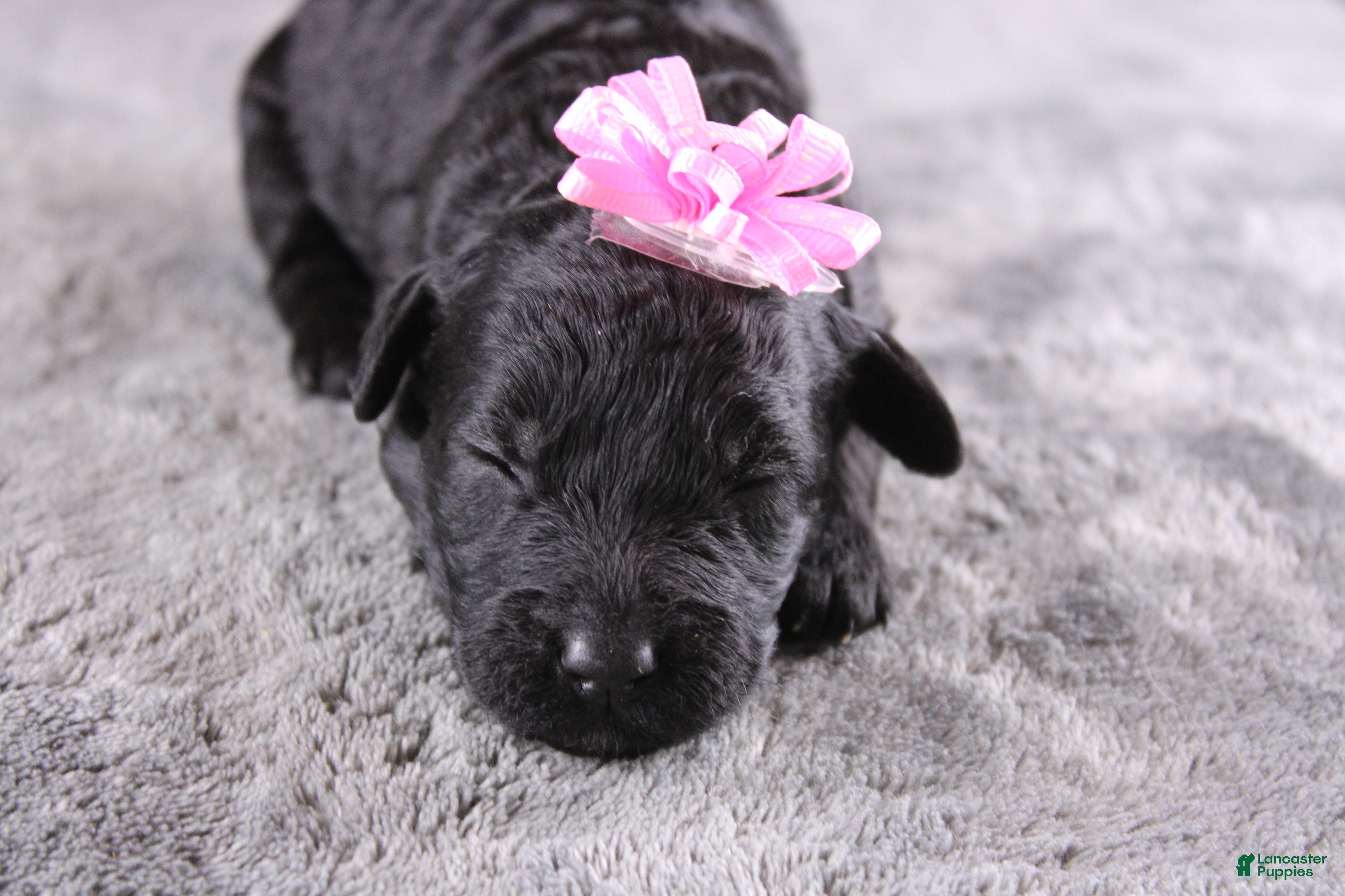 Mini Goldendoodle dogs Felicity - Ad 30