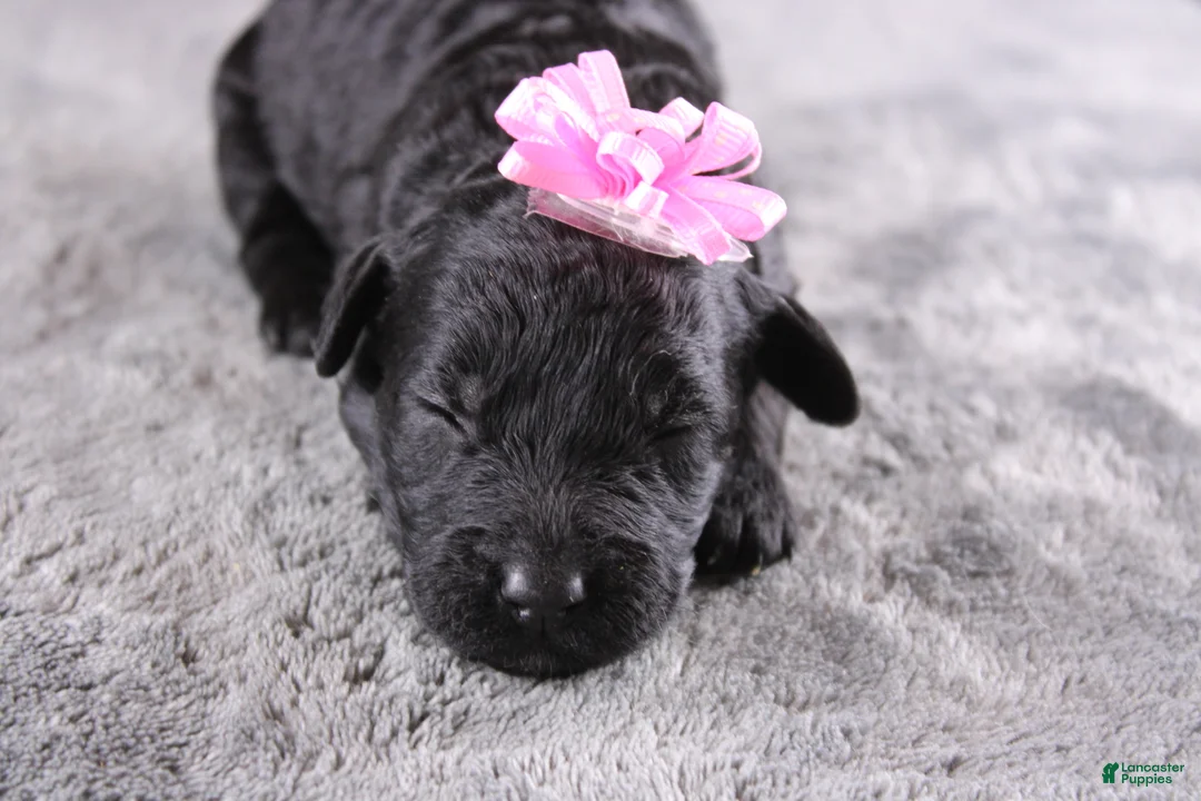 Mini Goldendoodle dogs for sale: Felicity - Ad 1